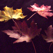 Dancing Leaves