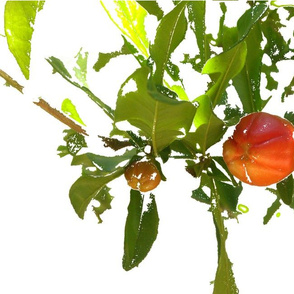 pomegranate magik