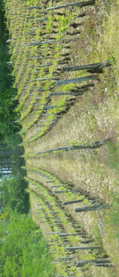Fruit of the Vine