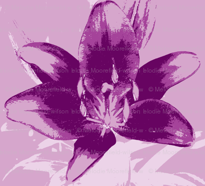 purple lily