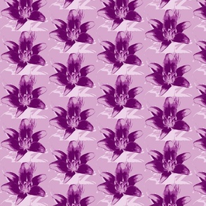 purple lily