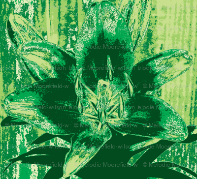 green lily