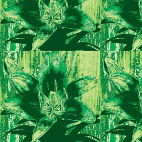 green lily