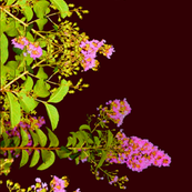 Phlower Photo Border