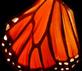 Monarch butterfly wing