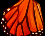 Rbutterfly_wing_oil_thumb