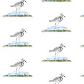 Rrseagull_shop_thumb