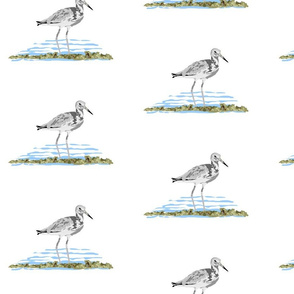Sea Birds