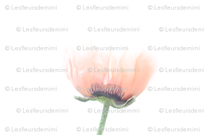 Poppy Love