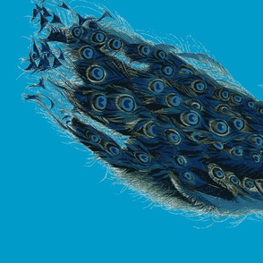 peacock1jpg-ch-repeed