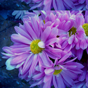 Home Depot Flowers