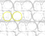 Twins_thumb