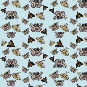 moths