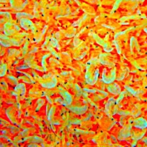 psychedelic shrimp at the supermarket