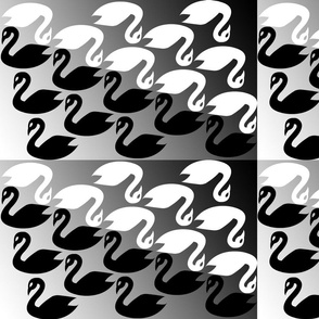 Black Swan White Swan my homage to M.C. Escher