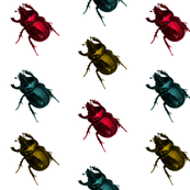 Jewel Beetles