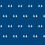 albino crows on blue