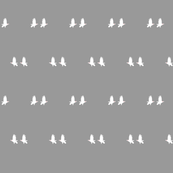 albino crows on gray