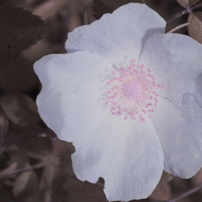 White & Pink Flower Garden Design