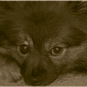 Sad Pom