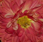 Blended Pink Florals