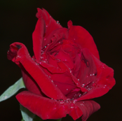 Red Rose with Raindrops