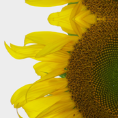 Blended Sunflower