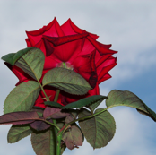 Underneath Rose and Heaven 