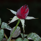 Chilled Rosebuds 