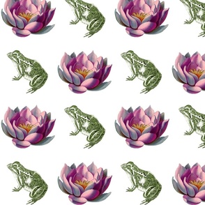The Lily & The Frog