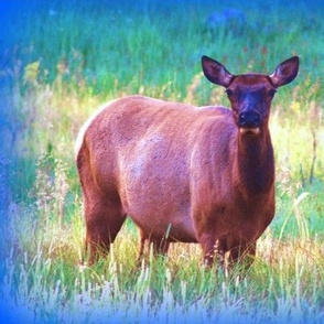 Yellowstone_784-ed