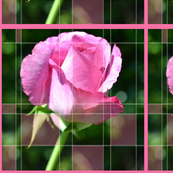 Rose Bud Squares Fabric
