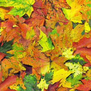 maple_leaves_fall