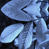 Organic Blue
