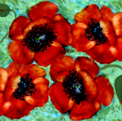 a poppy to remember