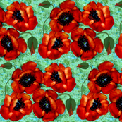a poppy to remember
