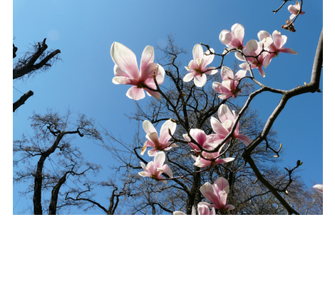 magnolia