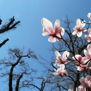 magnolia
