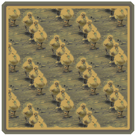 3 little Ducks Patch