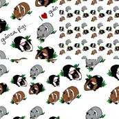 Rguineapig_4_in_1_shop_thumb
