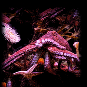 Kraken 40