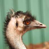 Emu, side view