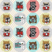 Cats with Cameras - Spots