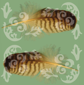 A Hawk Feather