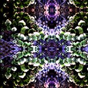 Rcoral_shop_thumb