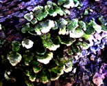 Rcoral_thumb