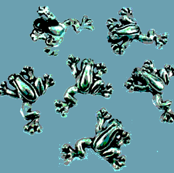 teal_frogs