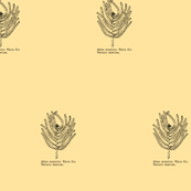 Abies concolor (western white fir) on teastain
