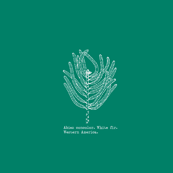 Abies concolor (western white fir) on blue-green