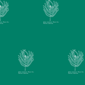 Abies concolor (western white fir) on blue-green